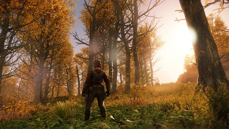 Herbstwald im Gegenlicht — Aufnahme für den Holzfällerei-Guide, Juli 2021.